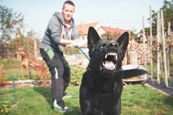 A black dog is growling and baring its teeth in the foreground. A person in casual clothing holds the dog's leash in the background. The scene takes place in a garden with a wire fence and stacks of firewood.