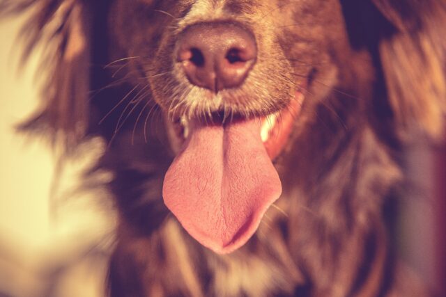 Close-up of a dog's face showing its nose and mouth, with its tongue playfully hanging out. The dog's fur is mostly brown with white markings, captured in a warm, soft focus effect. A reminder that understanding NJ Dog Bite Law is important for every dog owner.