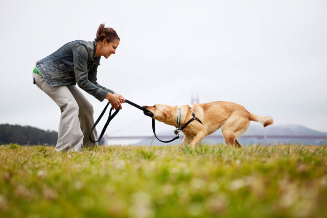 Woman playing with dog on grassy field